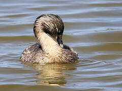 Hoary-headed Grebe