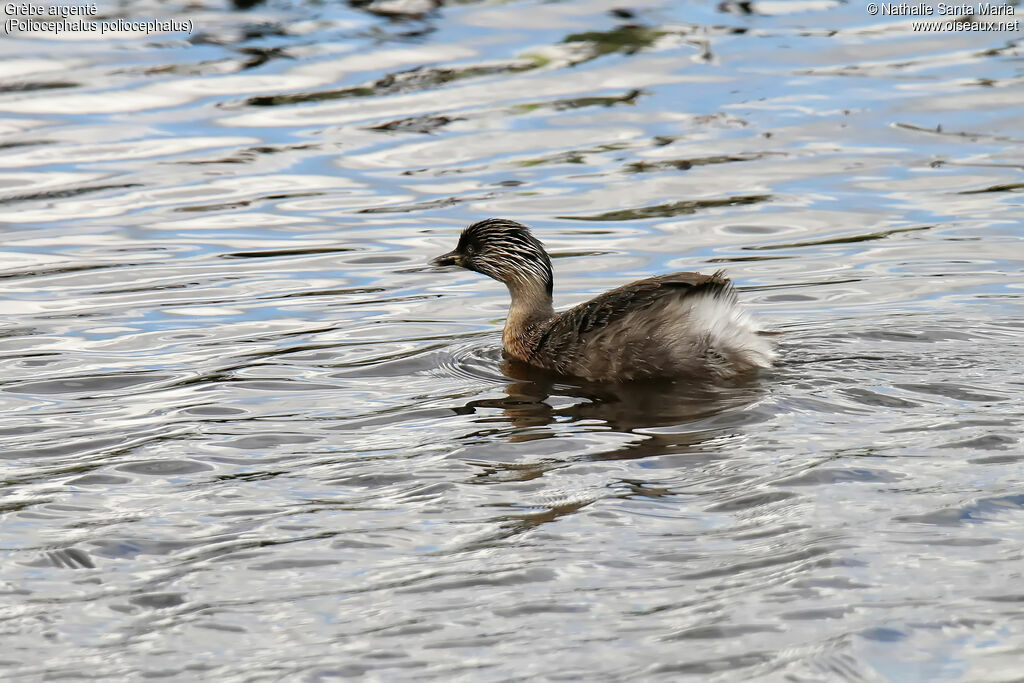 Hoary-headed Grebeadult, identification, swimming