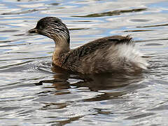 Hoary-headed Grebe