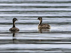 Hoary-headed Grebe