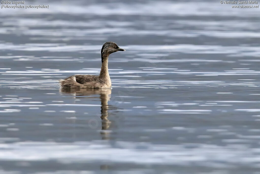 Hoary-headed Grebeadult, identification, swimming