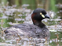 Australasian Grebe