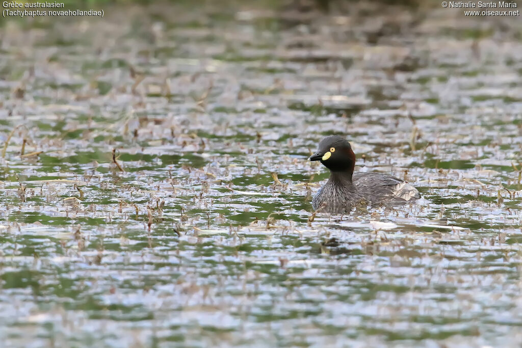 Australasian Grebeadult breeding, identification, swimming