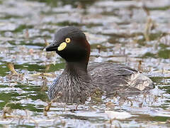 Australasian Grebe