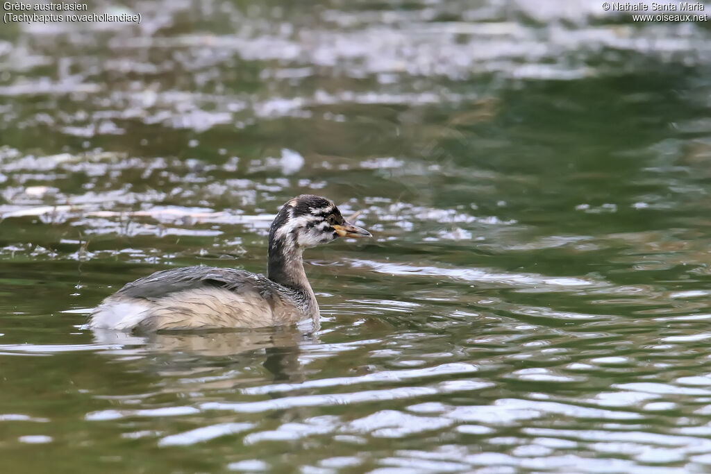 Australasian Grebejuvenile, identification, swimming