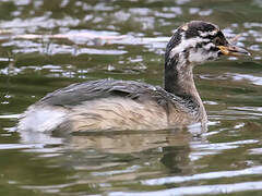 Australasian Grebe