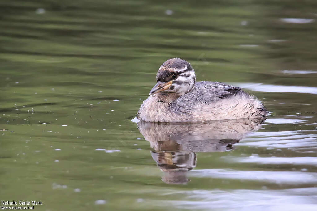 Grèbe australasienjuvénile, identification, nage