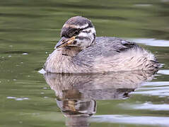 Australasian Grebe