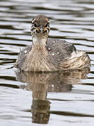 Australasian Grebe