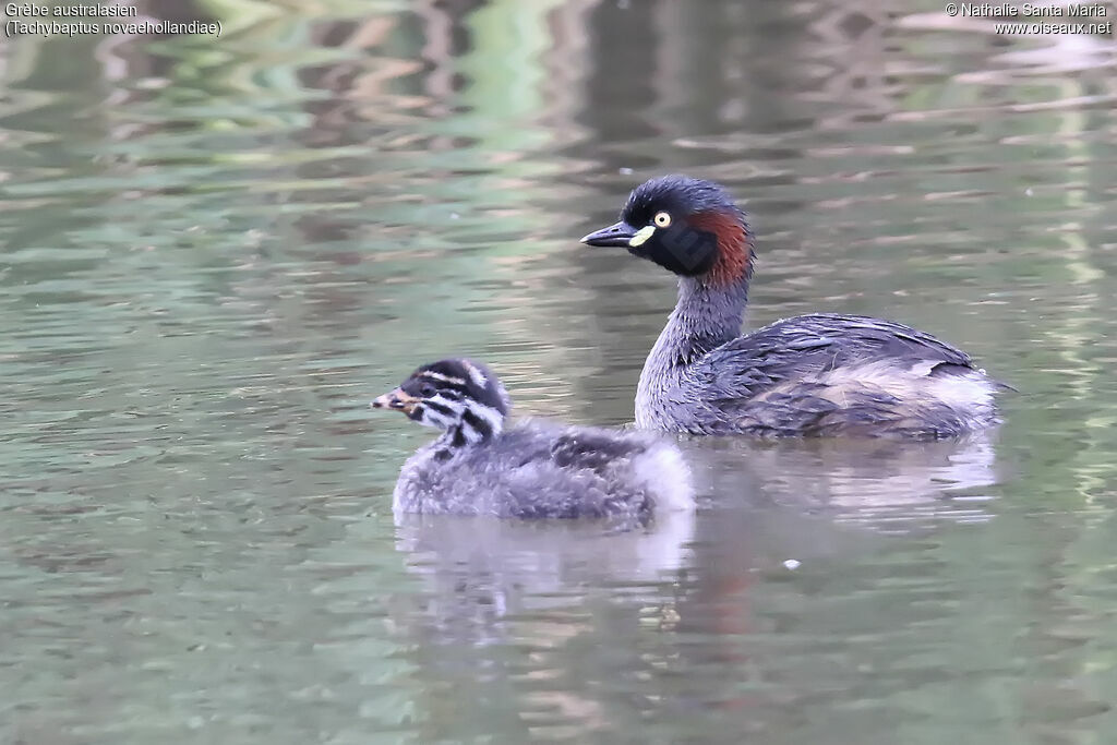 Australasian Grebe, swimming, Reproduction-nesting