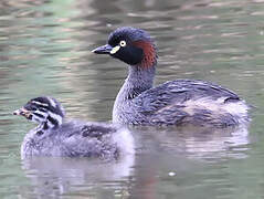 Australasian Grebe