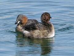 Little Grebe