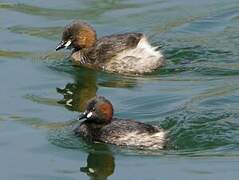 Little Grebe