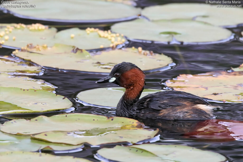 Little Grebeadult breeding, identification, habitat, swimming