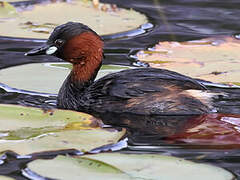 Little Grebe