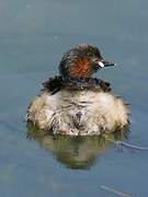 Little Grebe