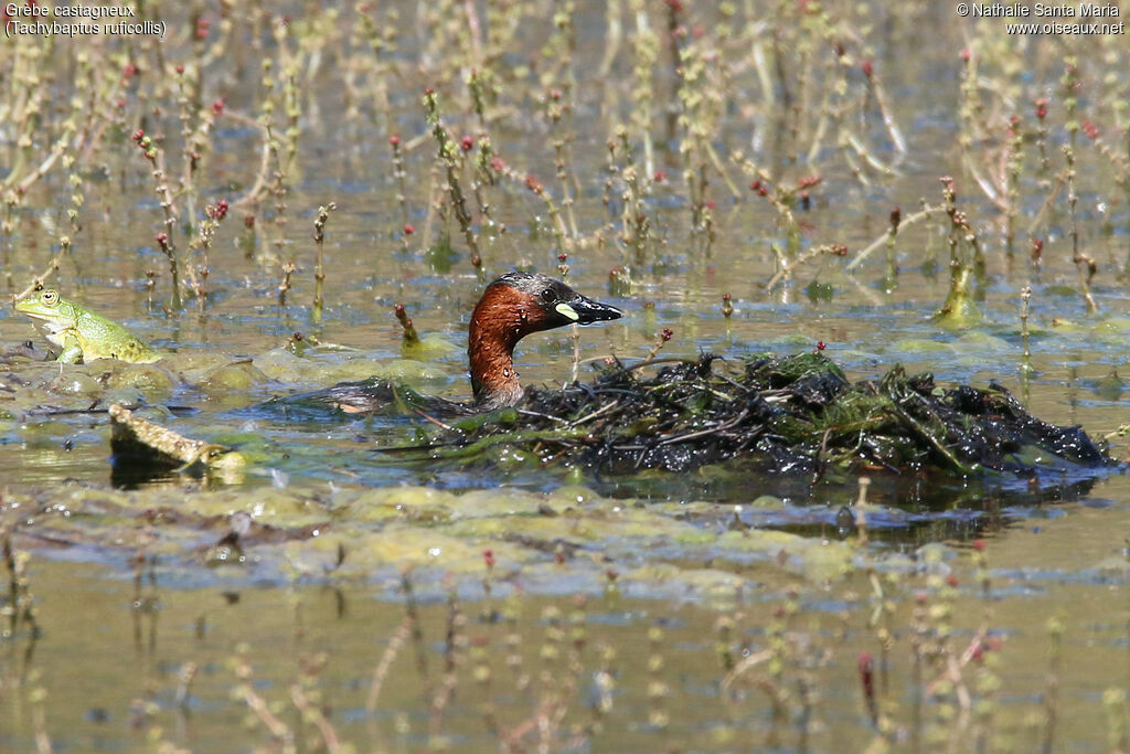 Grèbe castagneuxadulte nuptial, identification, habitat, Nidification, Comportement