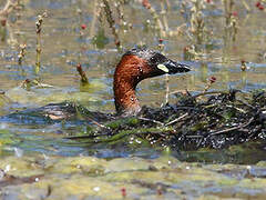 Little Grebe