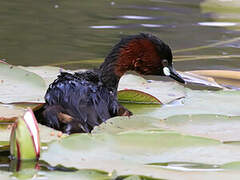 Little Grebe