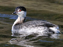 Horned Grebe