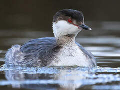 Horned Grebe