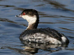 Horned Grebe