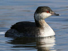 Horned Grebe