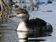 Horned Grebe