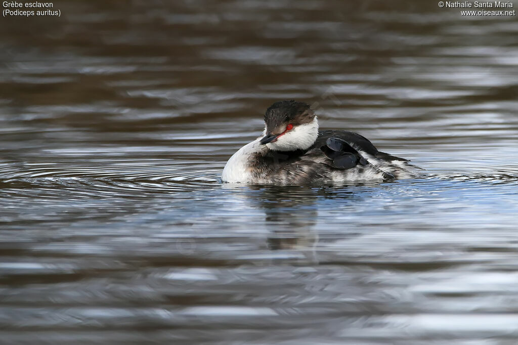 Horned Grebeadult post breeding, habitat, swimming