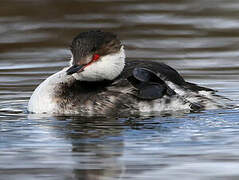 Horned Grebe