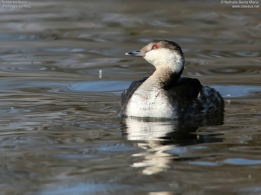 Horned Grebeadult post breeding, identification, swimming, Behaviour