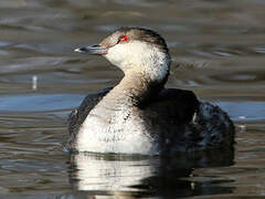 Horned Grebe