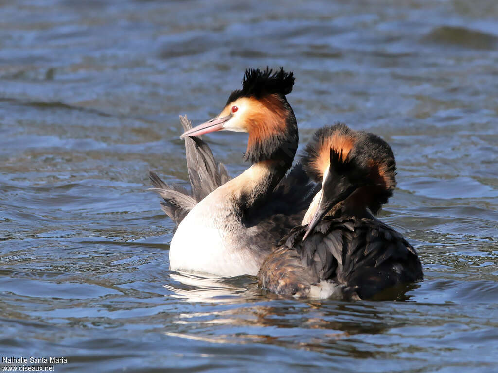 Great Crested Grebe, courting display, Behaviour