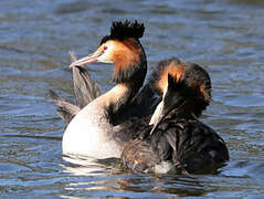 Great Crested Grebe