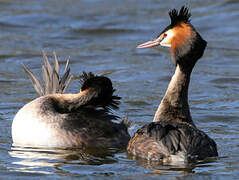 Great Crested Grebe