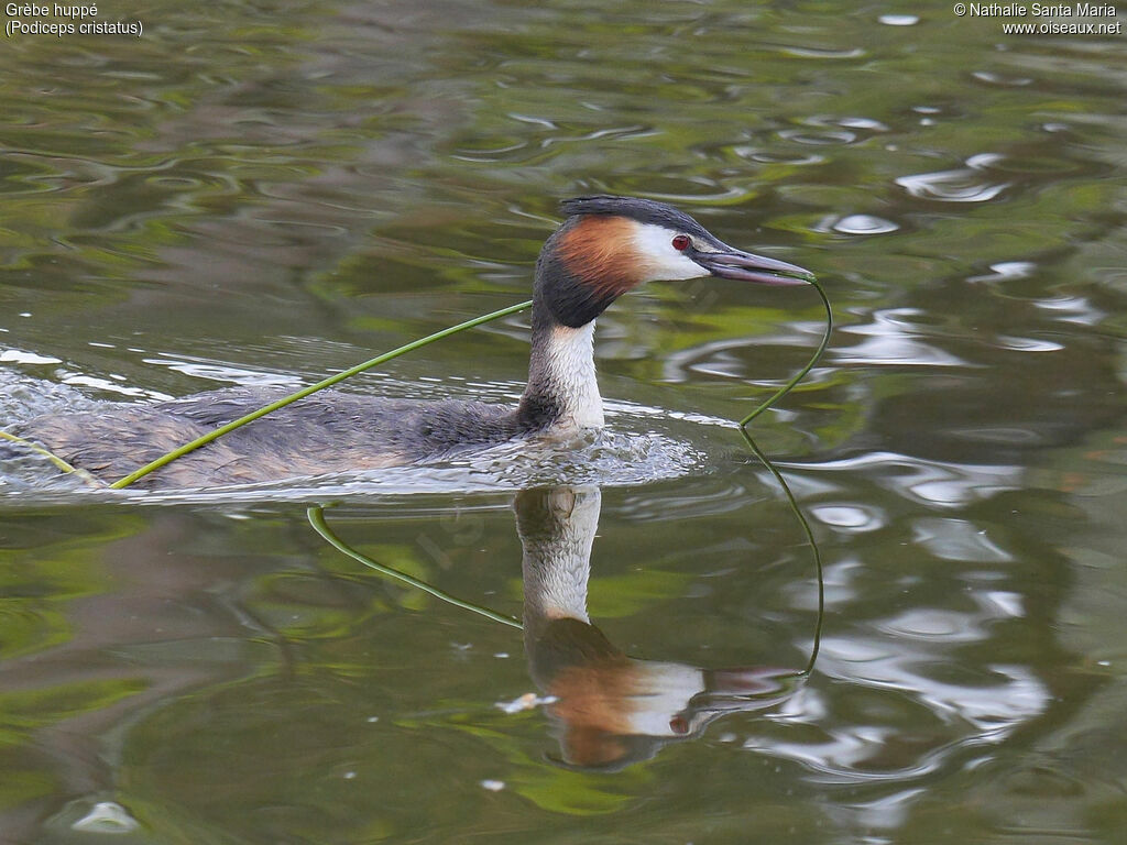 Great Crested Grebeadult breeding, identification, swimming, Reproduction-nesting, Behaviour