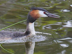 Great Crested Grebe