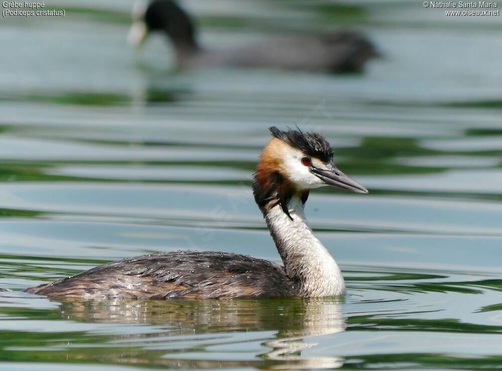 Great Crested Grebeadult, swimming