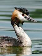 Great Crested Grebe