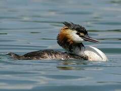 Great Crested Grebe