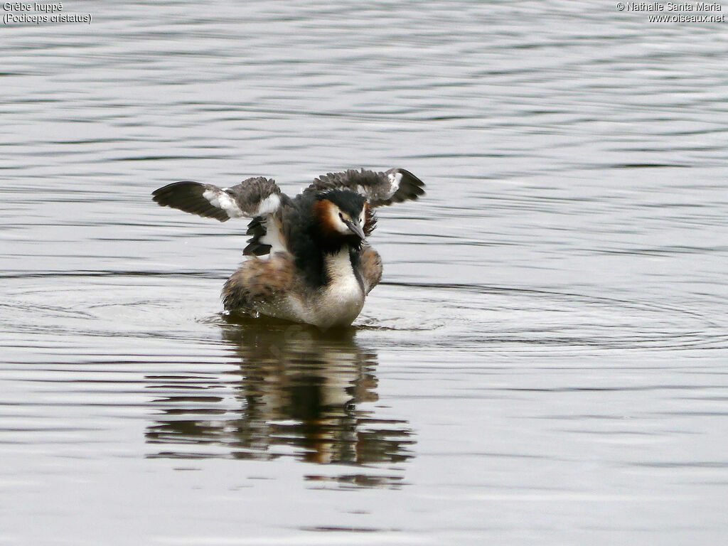 Grèbe huppéadulte nuptial, identification, Comportement