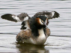 Great Crested Grebe