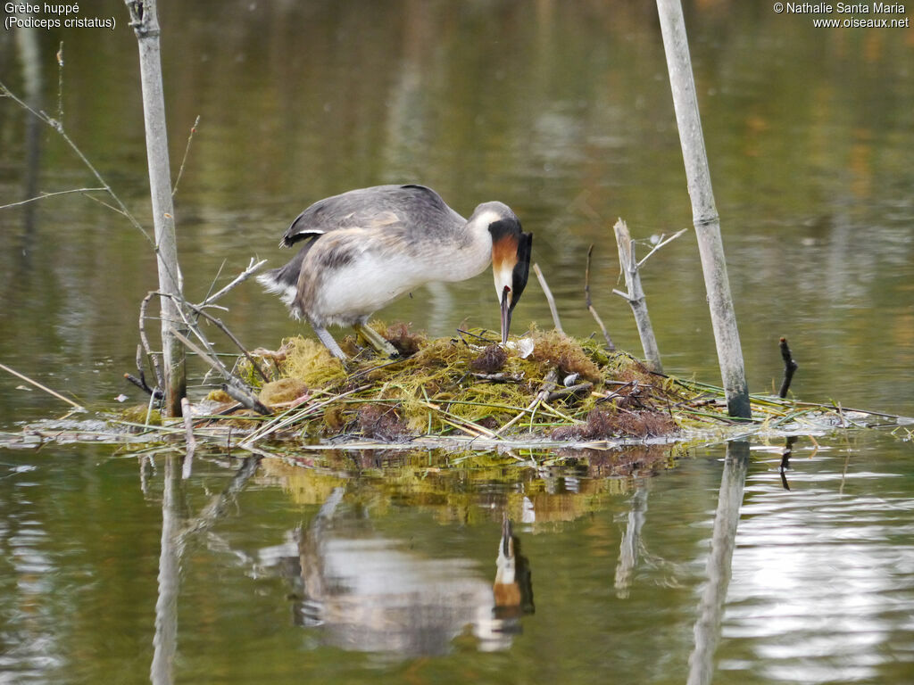 Great Crested Grebeadult breeding, identification, Reproduction-nesting, Behaviour