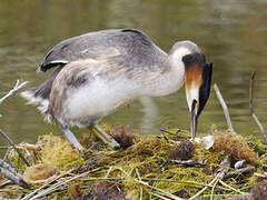 Great Crested Grebe