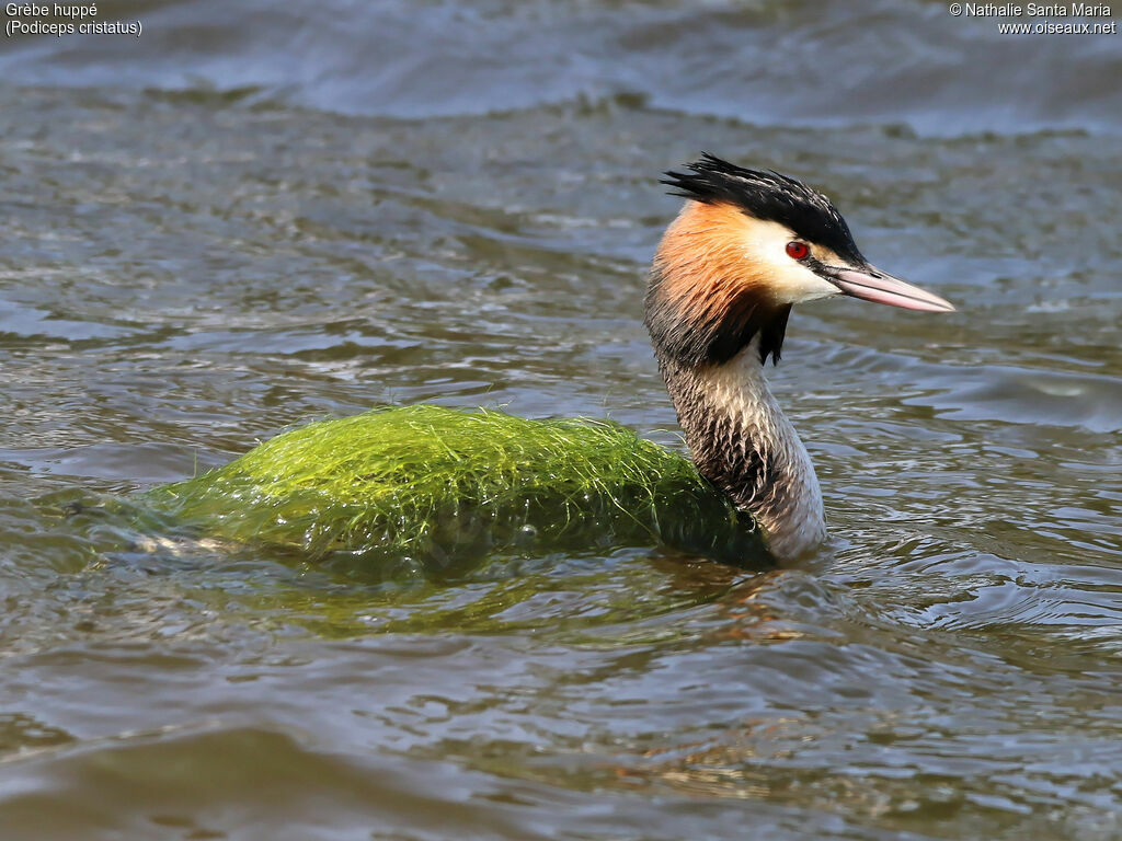 Great Crested Grebeadult breeding, identification, habitat, swimming, courting display, Behaviour