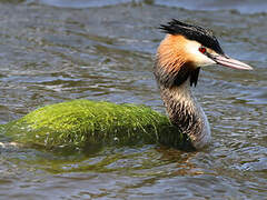 Great Crested Grebe