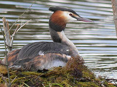 Great Crested Grebe