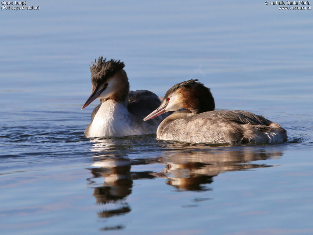 Great Crested Grebeadult breeding, swimming, courting display, Behaviour