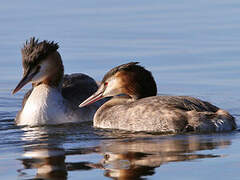 Great Crested Grebe