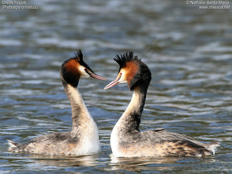 Great Crested Grebeadult breeding, swimming, courting display, Behaviour